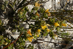 Aspalathus marginata