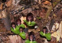 Corybas grumulus