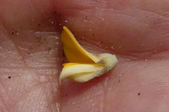 Aspalathus marginata