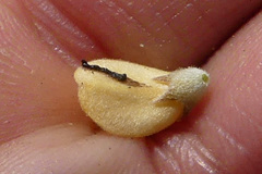 Aspalathus marginata