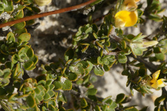 Aspalathus marginata