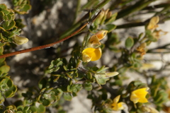 Aspalathus marginata