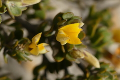 Aspalathus marginata