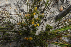 Aspalathus marginata