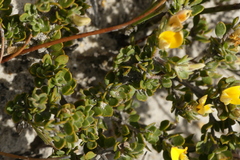 Aspalathus marginata