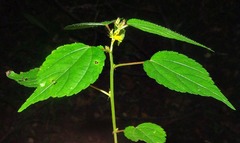 Triumfetta annua
