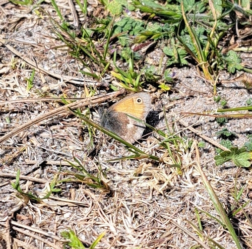 Coenonympha pamphilus