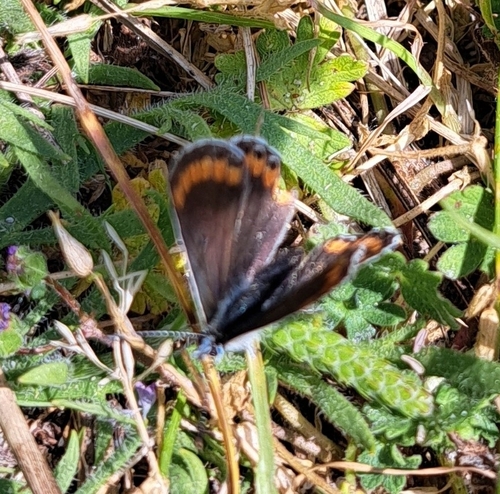 Aricia agestis