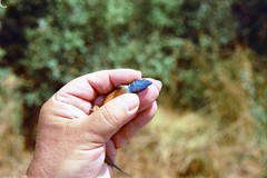 Algyroides nigropunctatus