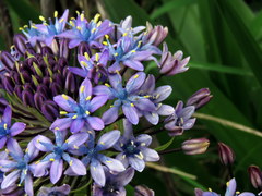 Scilla peruviana