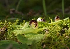 Corybas despectans