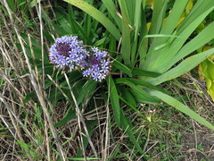 Scilla peruviana