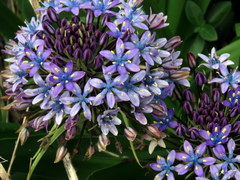 Scilla peruviana