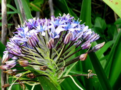 Scilla peruviana