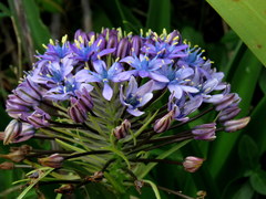 Scilla peruviana