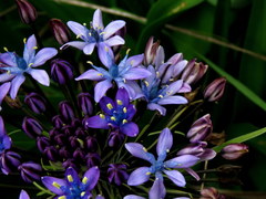 Scilla peruviana