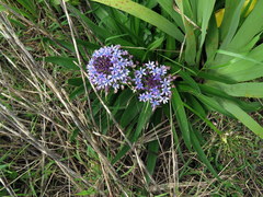 Scilla peruviana