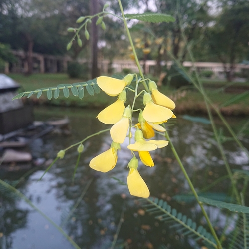 Sesbania javanica
