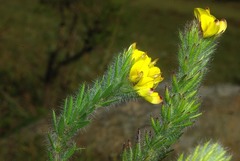 Leobordea foliosa image