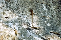 Algyroides nigropunctatus