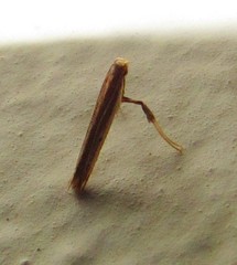 Gracillariinae
