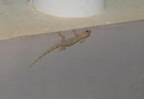 Tropical House Gecko