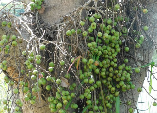 Cape Fig