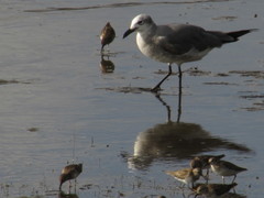 Leucophaeus atricilla