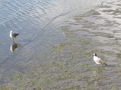 Leucophaeus atricilla