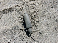 Arhopalus rusticus