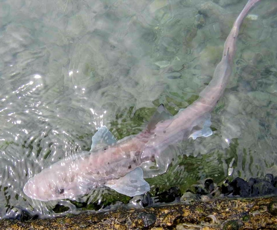 Blackspotted Smooth-Hound