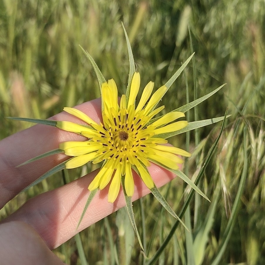 Salsifies in May 2023 by Charlie. Suburban, elevation ~4800 feet. ID ...
