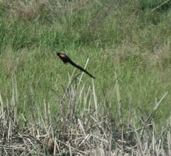 Euplectes progne progne