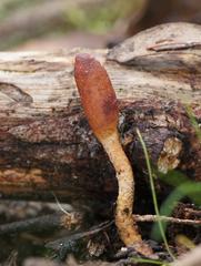 Cordyceps meneristitis