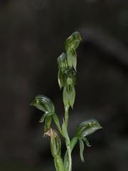 Pterostylis chlorogramma