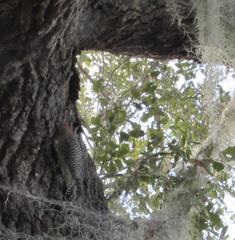 Melanerpes carolinus