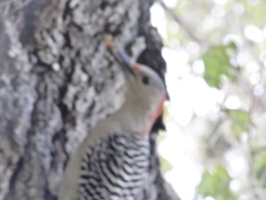 Melanerpes carolinus