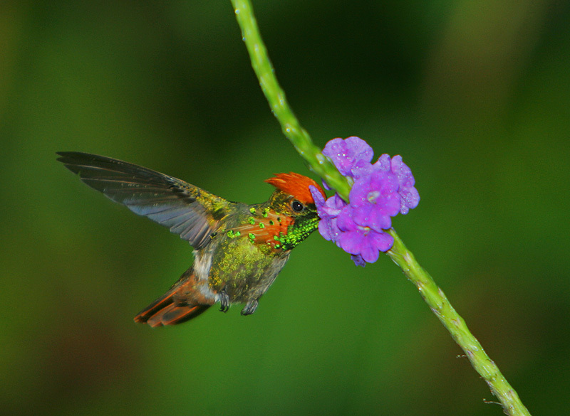 Tufted Coquette