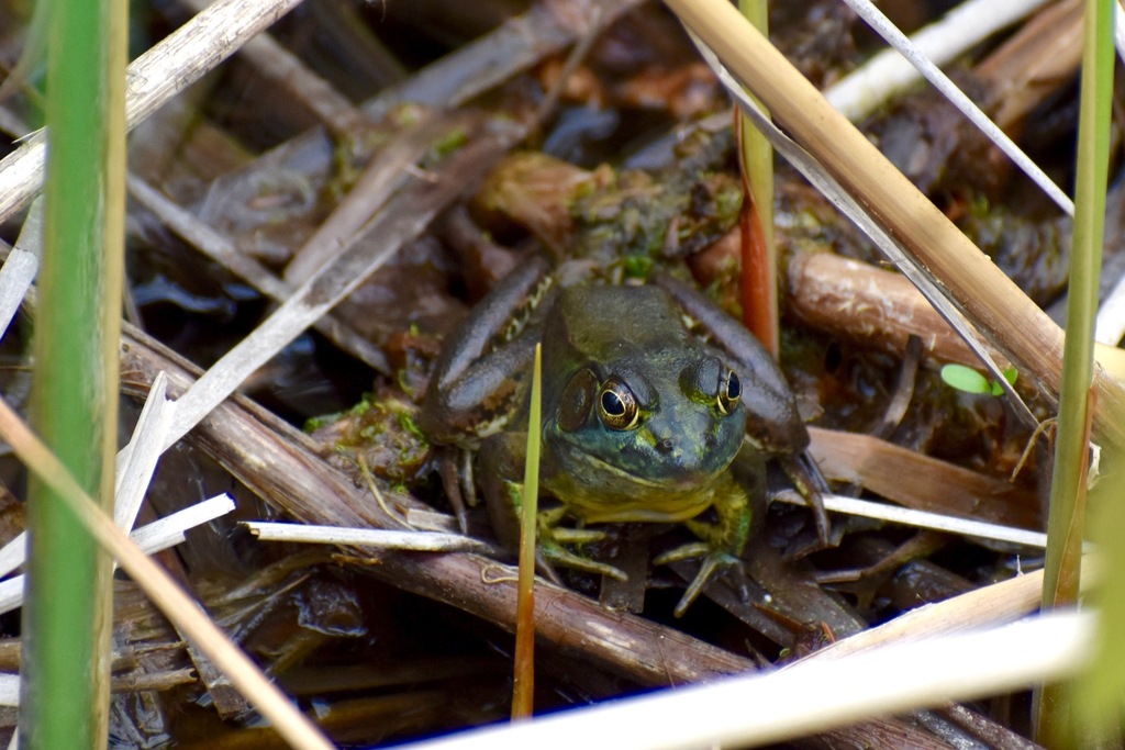 Green Frog from Rosemère, QC, Canada on May 20, 2023 at 10:15 AM by ...