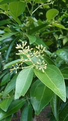 Cinnamomum kotoense