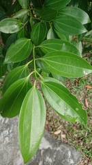 Cinnamomum kotoense