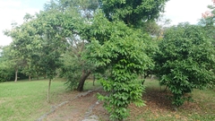 Cinnamomum kotoense