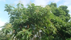 Cinnamomum kotoense