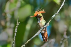 Rufous-Crested Coquette photo 4