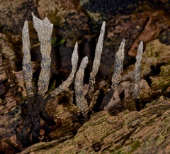Xylaria apiculata