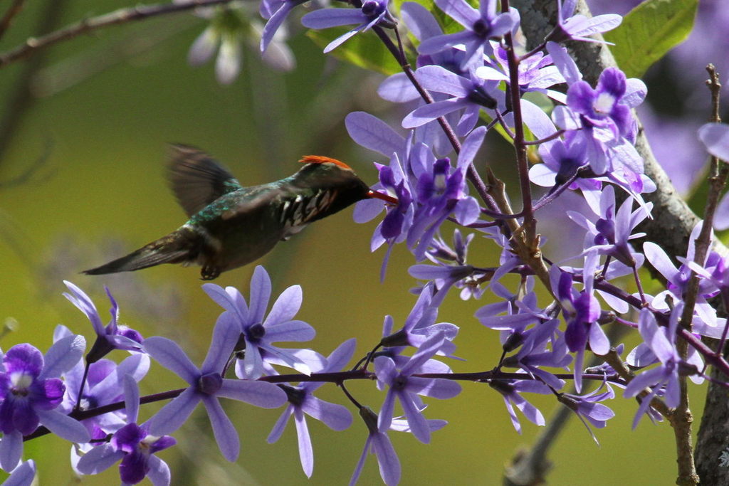 Dot-eared Coquette
