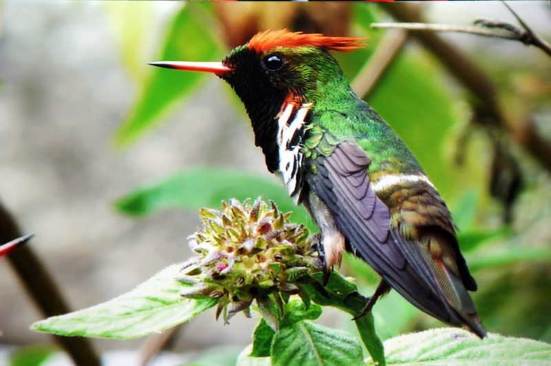Frilled Coquette