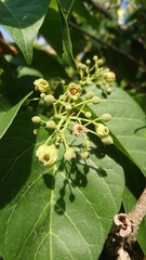 Sterculia ceramica