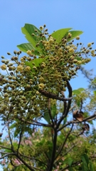 Sterculia ceramica
