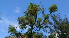 Sterculia ceramica